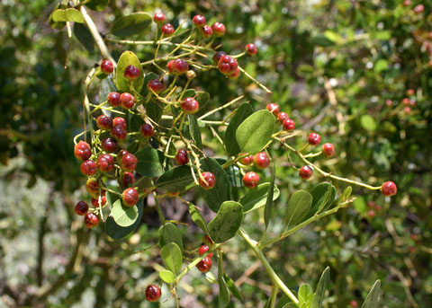Greenbark Ceanothus Ceanothus Spinosus